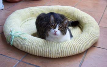 cuccia_gatto-